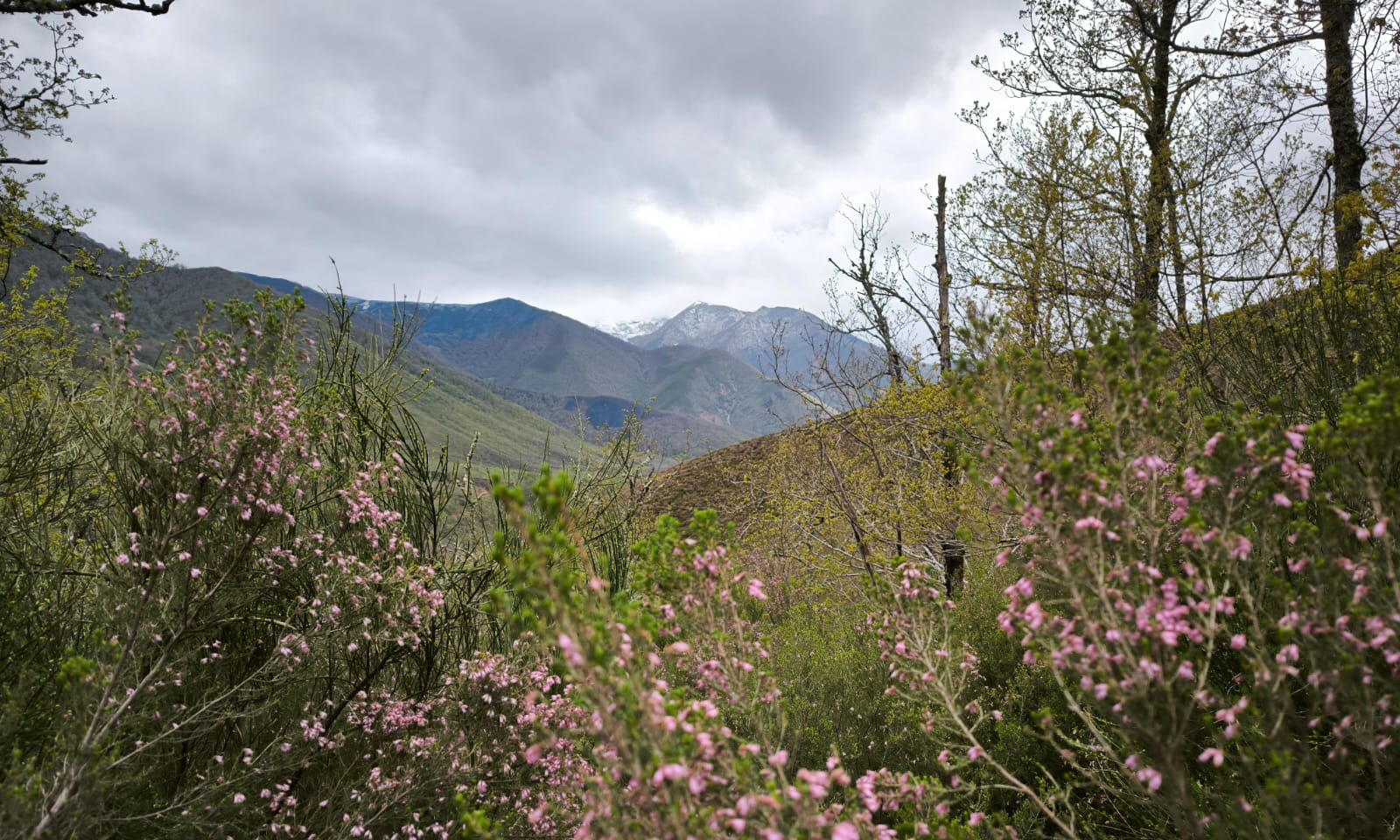 Forested valley in Asturias, northern Spain